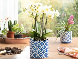 Garden Flowers Flowerpot Navy Blue