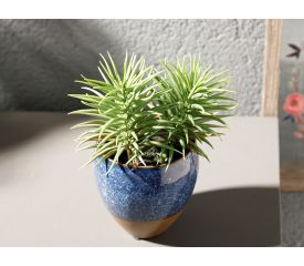 Pine SeaMLess Artificial Flower with Vase 12x12x16 Cm Blue - Green